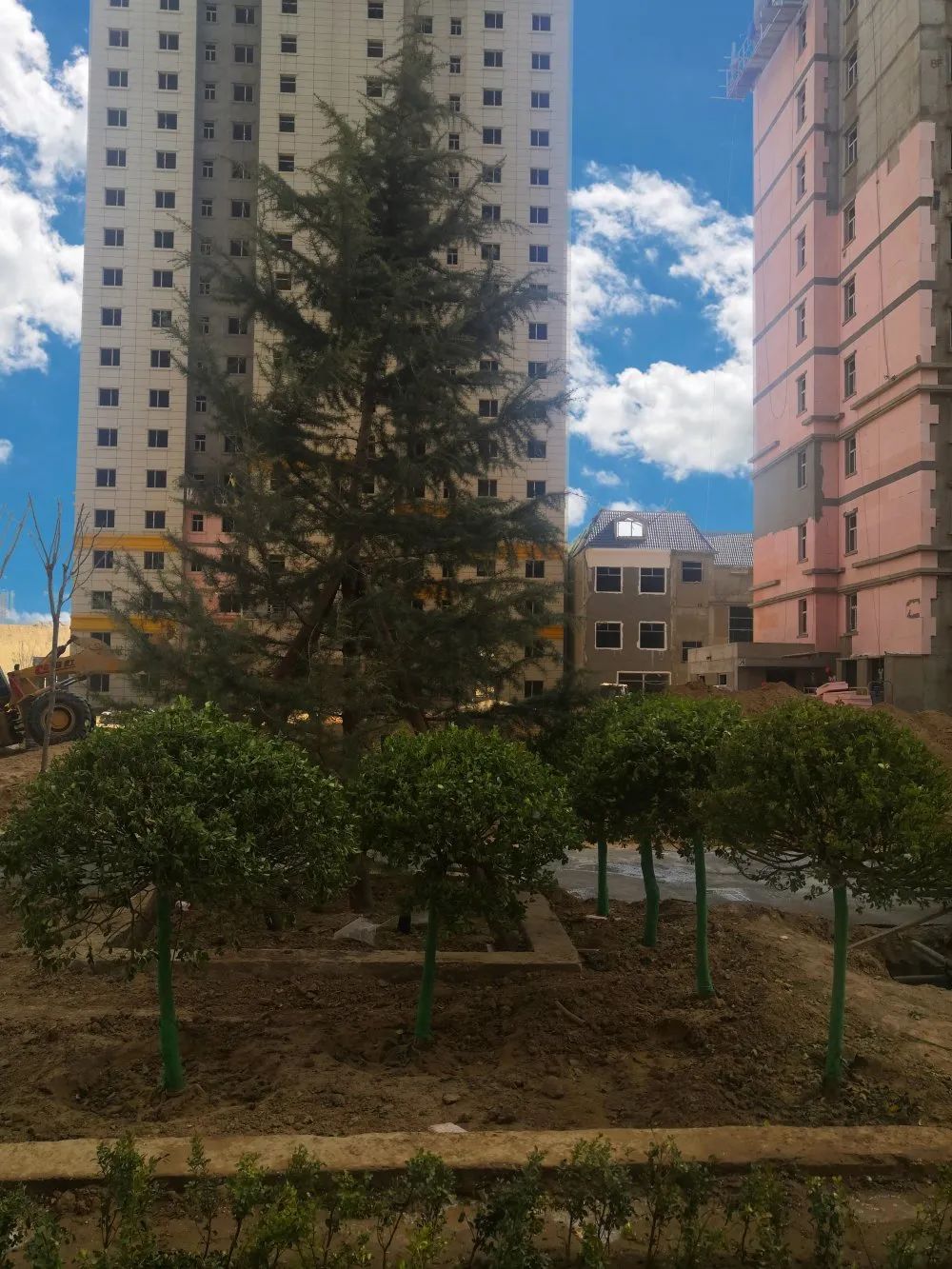 1619750300785060.jpg 1619750300785060.jpg